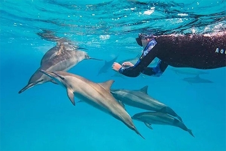 Dolphine And Snorkeling Trip With Transport ( Marina Bandar )